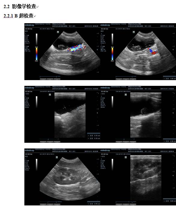 猫咪肾衰竭少尿期,英短公猫肾衰竭治疗