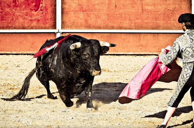 新西兰西班牙斗牛,西班牙杀斗牛