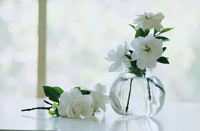 人间栀子花,人间栀子