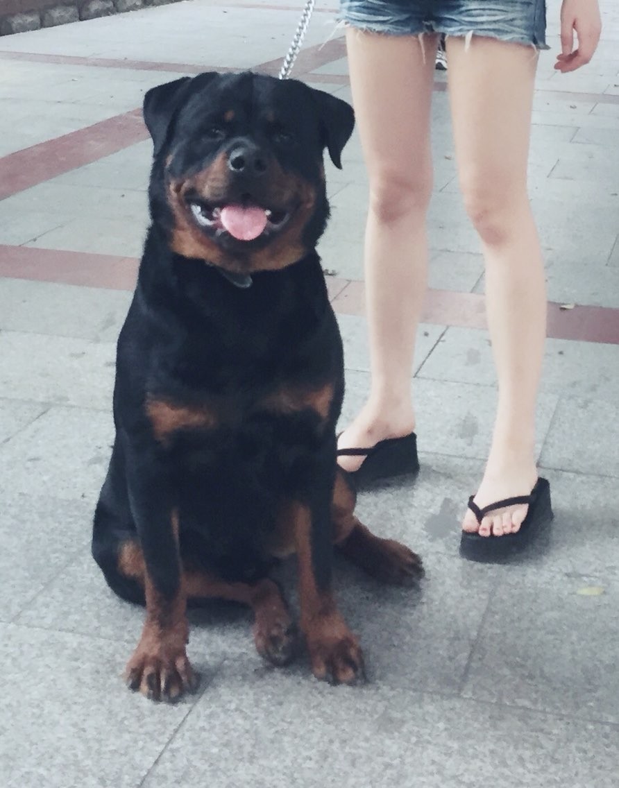 泰迪狗狗常见疾病防护与健康管理,养泰迪狗要记得哪些事项