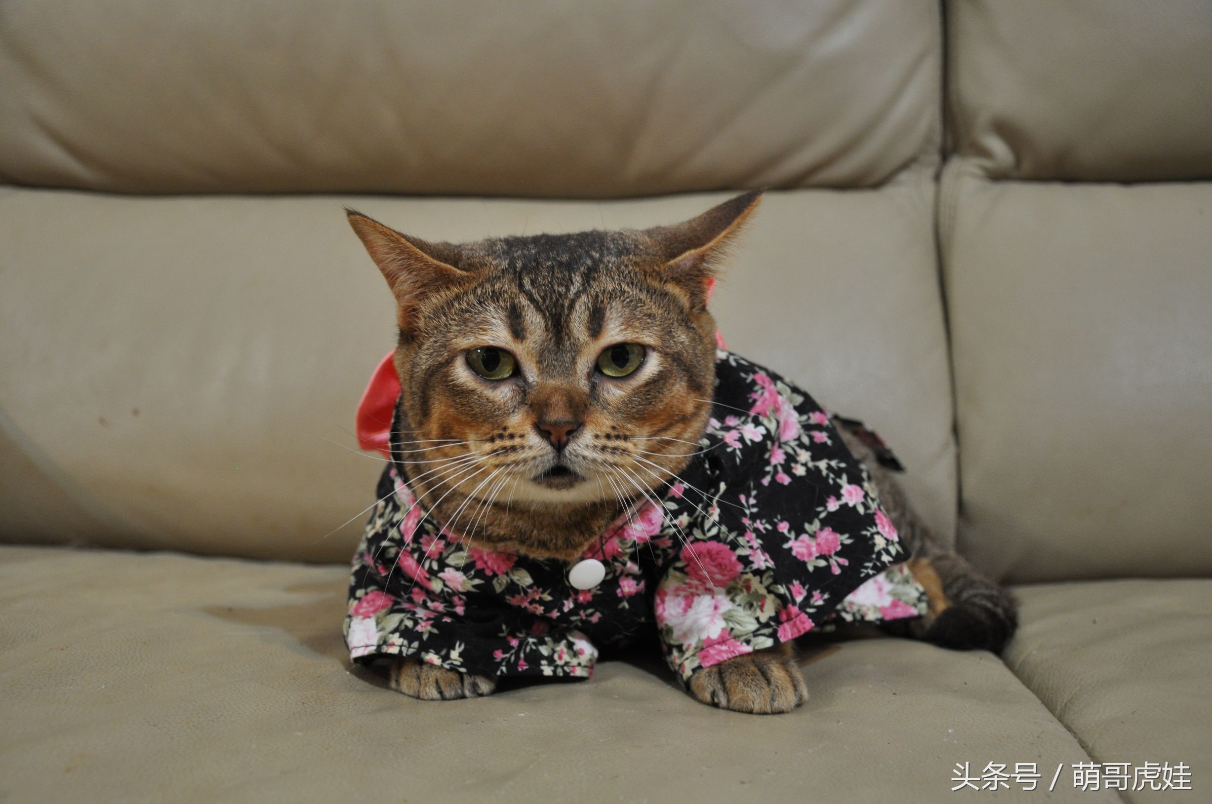 胖乎乎的喵星人妹子，穿上小衣服怎么拍都美美哒，铲屎的边拍照边被萌得满脸血啊