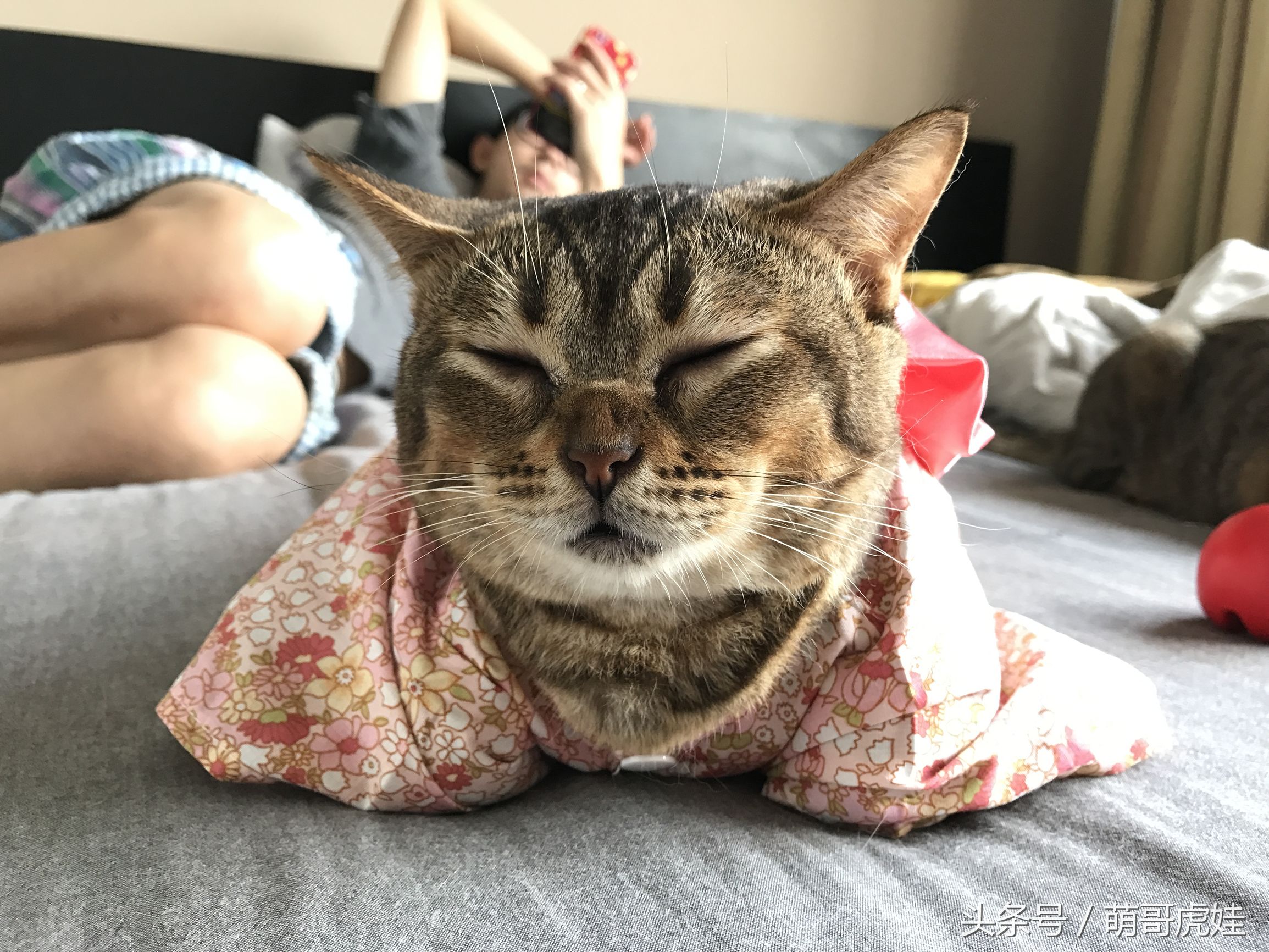 胖乎乎的喵星人妹子，穿上小衣服怎么拍都美美哒，铲屎的边拍照边被萌得满脸血啊