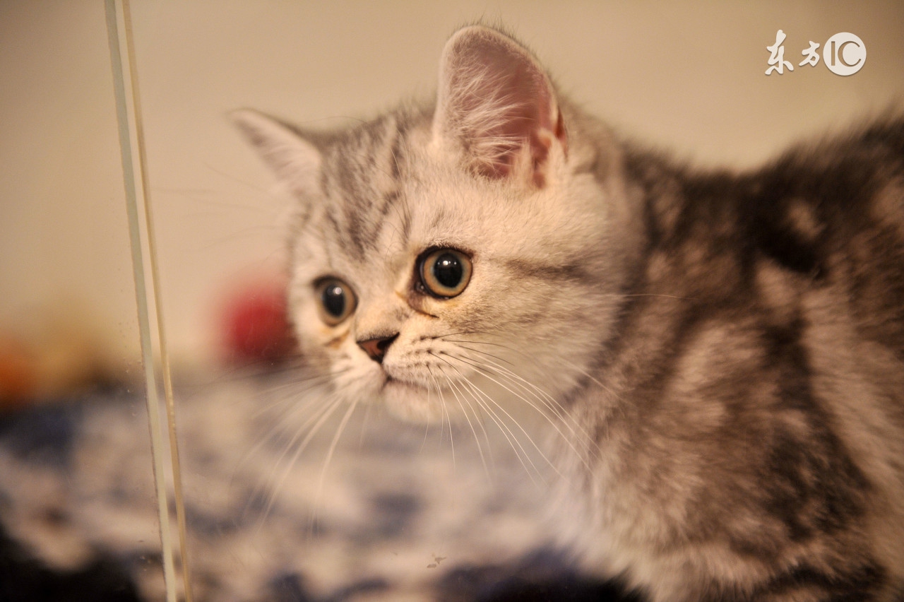 猫咪生病不吃东西了该怎么办,猫咪没有生病就是不吃东西怎么办