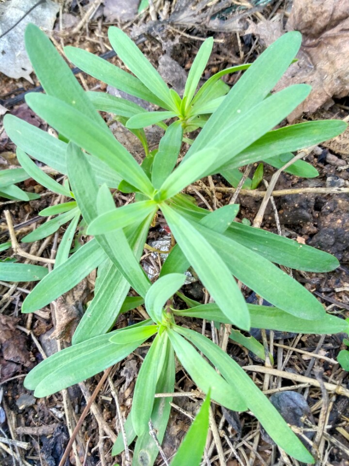 农村山里有什么特产,不起眼的农村土特产是什么