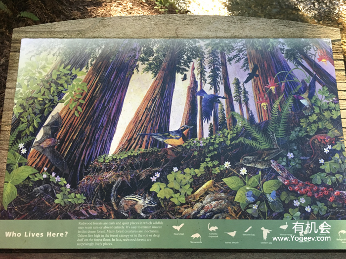 现实中的魔法森林,魔法森林教学课件