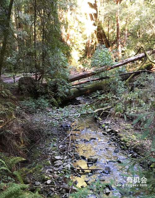 现实中的魔法森林,魔法森林教学课件