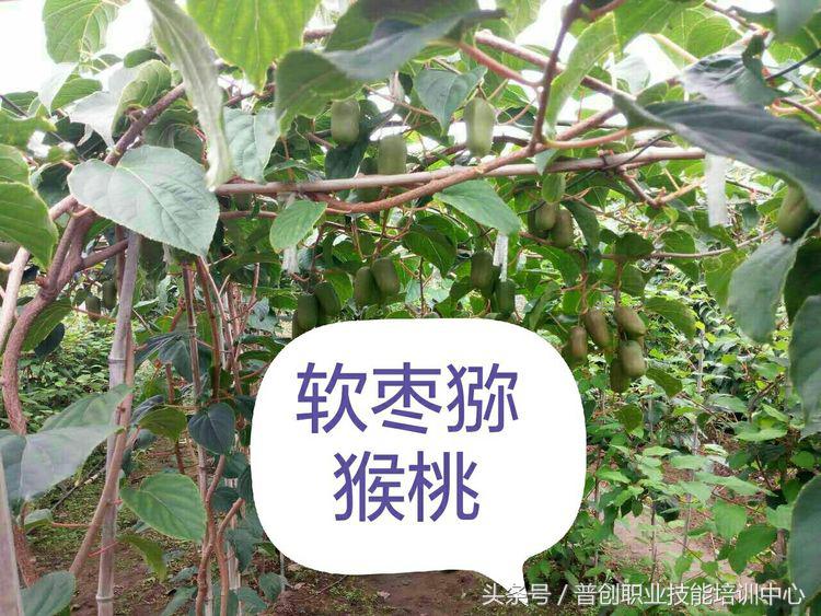 葡萄种植管理技术唐老师,如何管理葡萄才能高产的技术