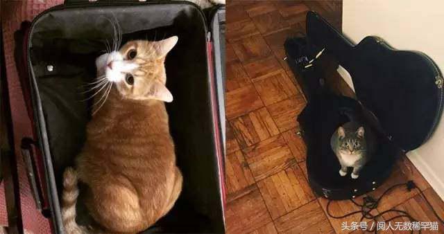 以静制动一招制敌,抓到一只猫如何让它平静下来