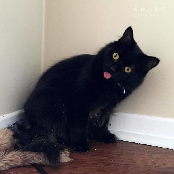 当猫碰到猫薄荷搞笑视频,猫咪遇到猫薄荷