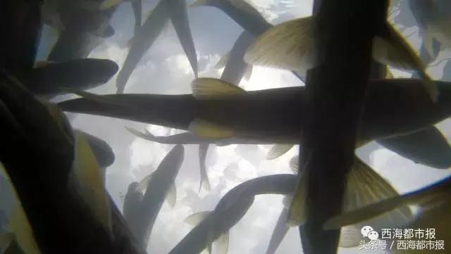 湟鱼洄游现生命的力量,青海湖湟鱼迎来洄游产卵高峰期