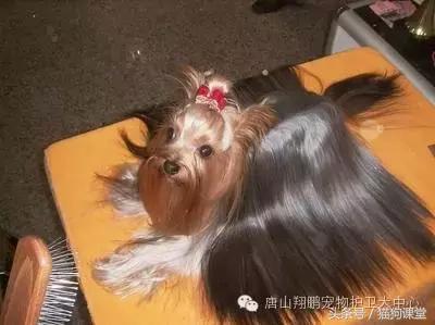 犬种解析,犬种品种介绍