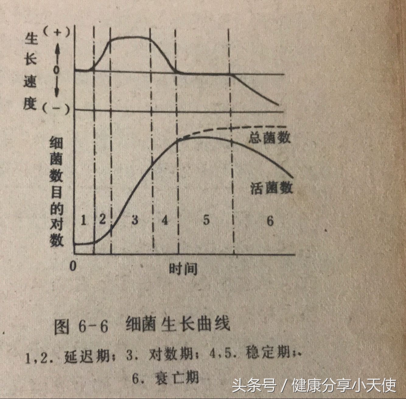 肠道菌群重建的机制和方法,如何维持肠道共生微生物稳态平衡