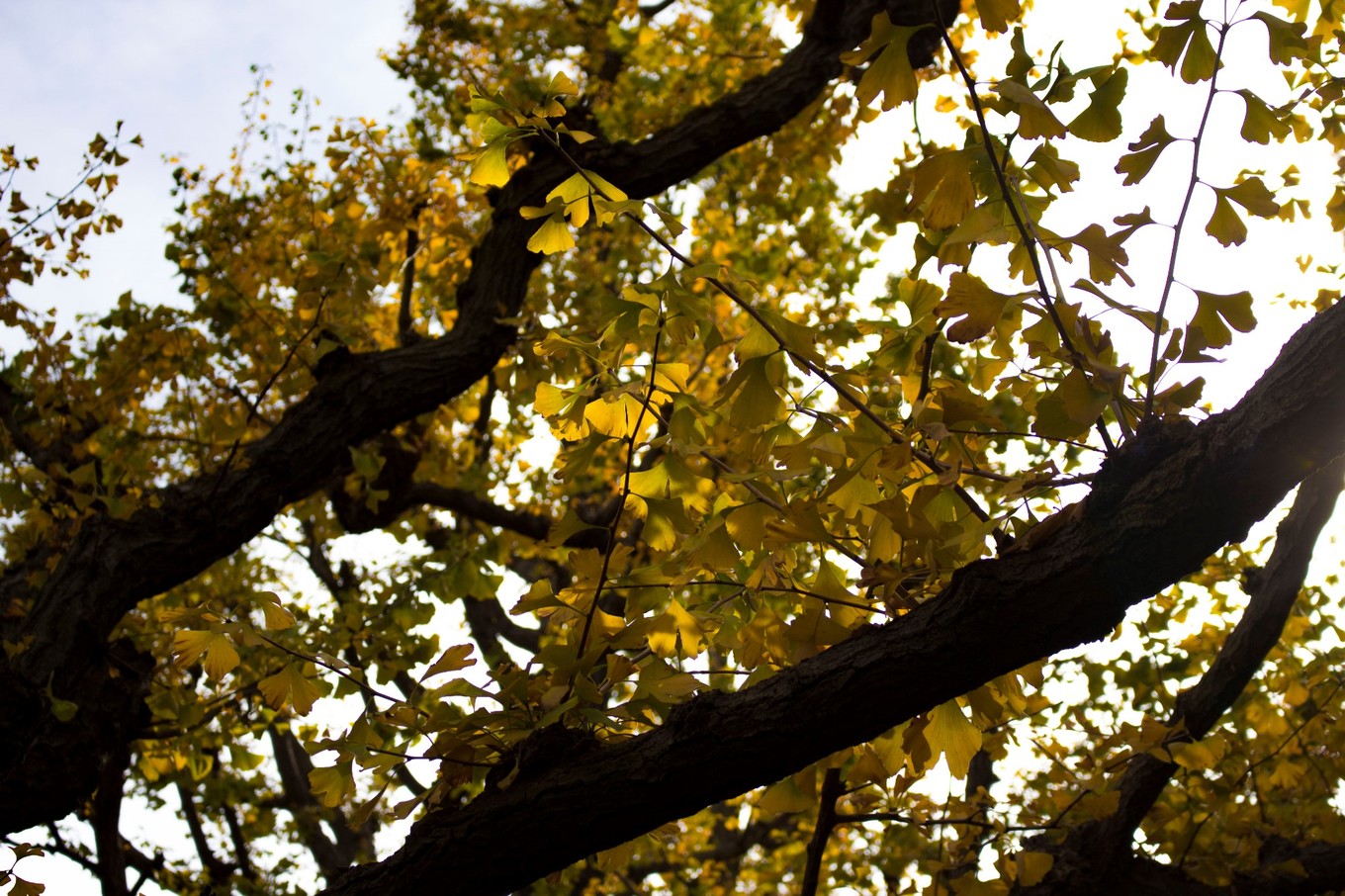 日本物语落樱下的邂逅,浪漫的日本物语