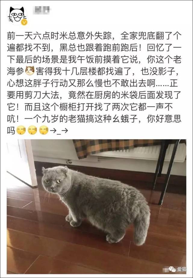 剪刀大法回来的猫,剪刀法找猫成功几率