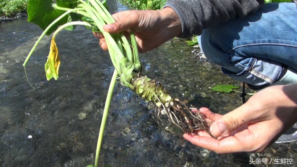 刺身中山葵酱好还是芥末好,山葵酱和芥末的区别是什么