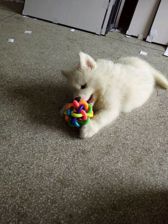 刚到家的萨摩耶活泼正常嘛,萨摩耶无精打采拉稀还不吃东西