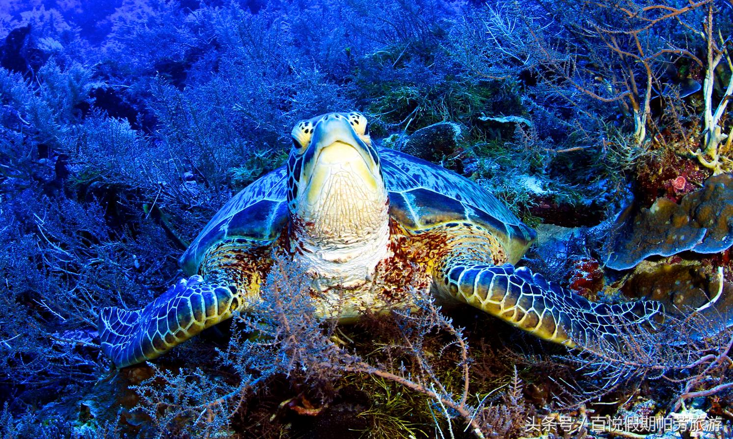 玳瑁：深蓝之下的独行者