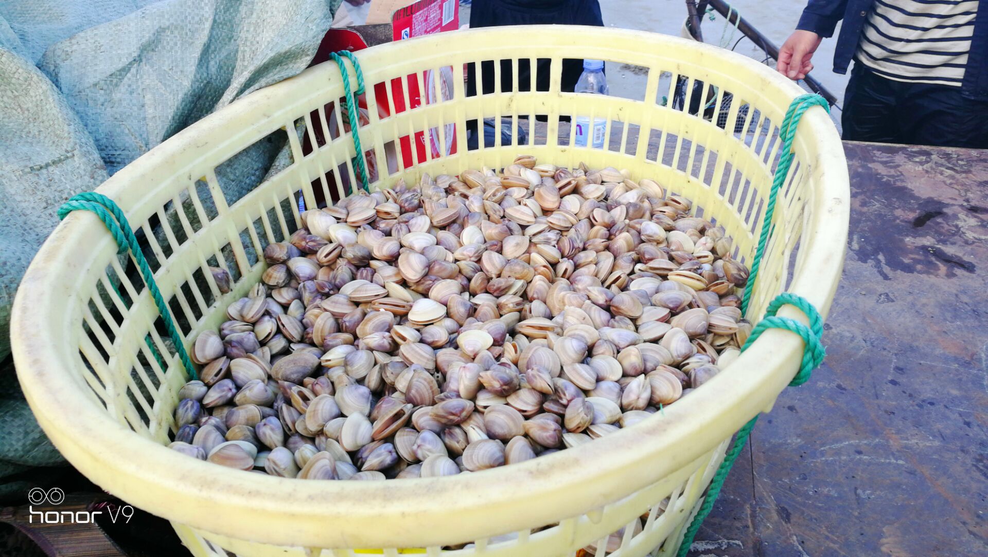 黄蛤怎么捕食,挖青蛤的正确方法视频