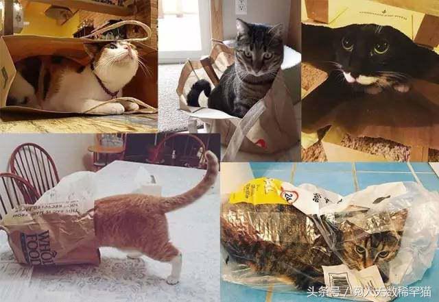 以静制动一招制敌,抓到一只猫如何让它平静下来