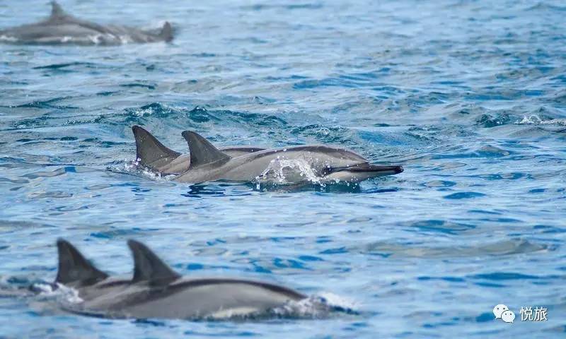 毛里求斯免签,毛里求斯在中国免签停留时间