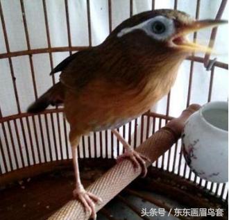 画眉鸟的叫声视频播放,画眉鸟的叫声藏有哪些知识