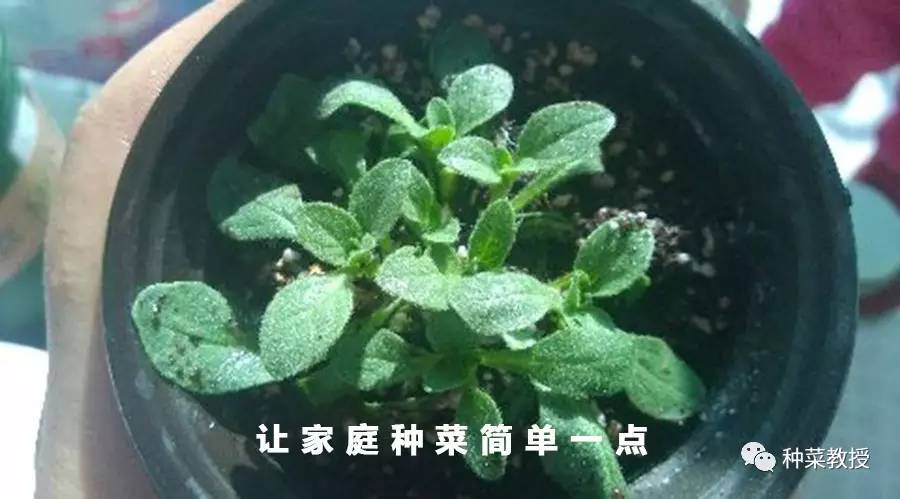 消灭小黑飞最高效最彻底的方法,消灭小黑飞的绝招自己做