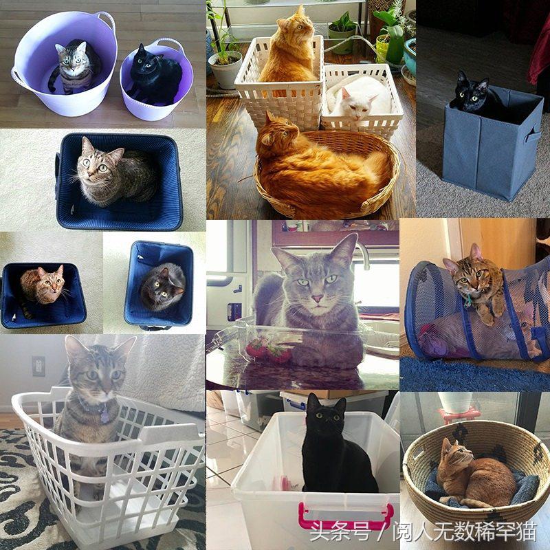 以静制动一招制敌,抓到一只猫如何让它平静下来