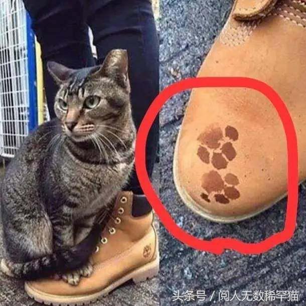 以静制动一招制敌,抓到一只猫如何让它平静下来