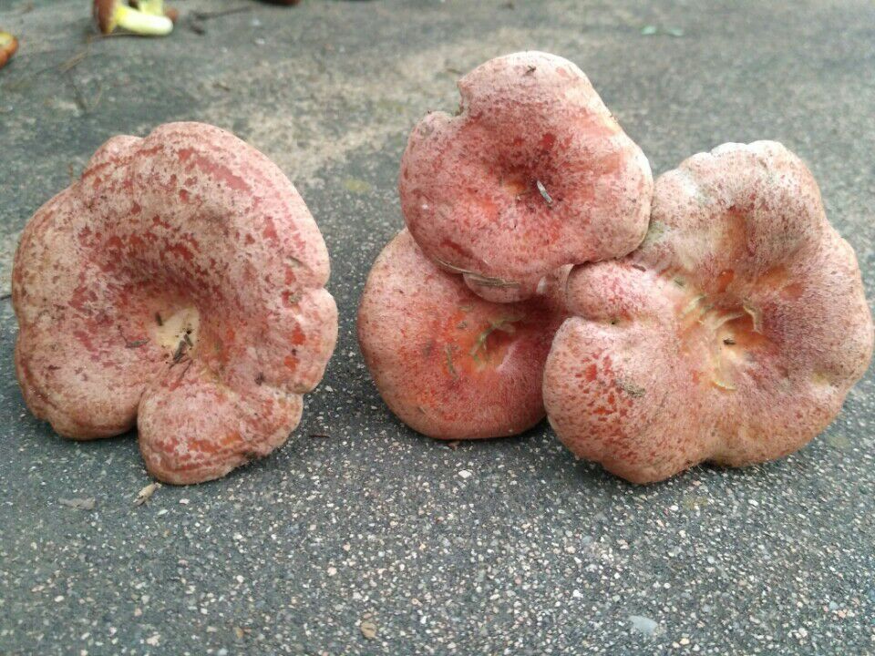 农村山里有什么特产,不起眼的农村土特产是什么