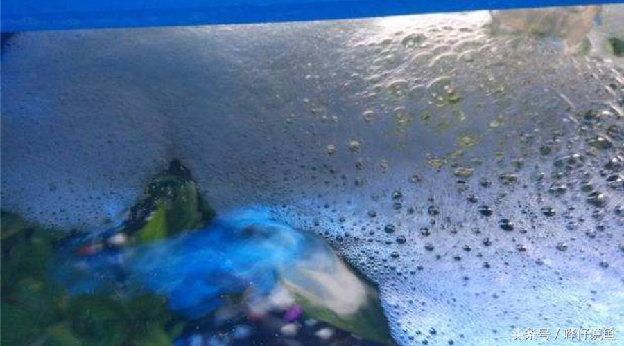 危险信号!你的鱼缸里有泡泡啦!发现神秘泡沫,请第一时间保护你的宠物鱼,给你一个小妙招