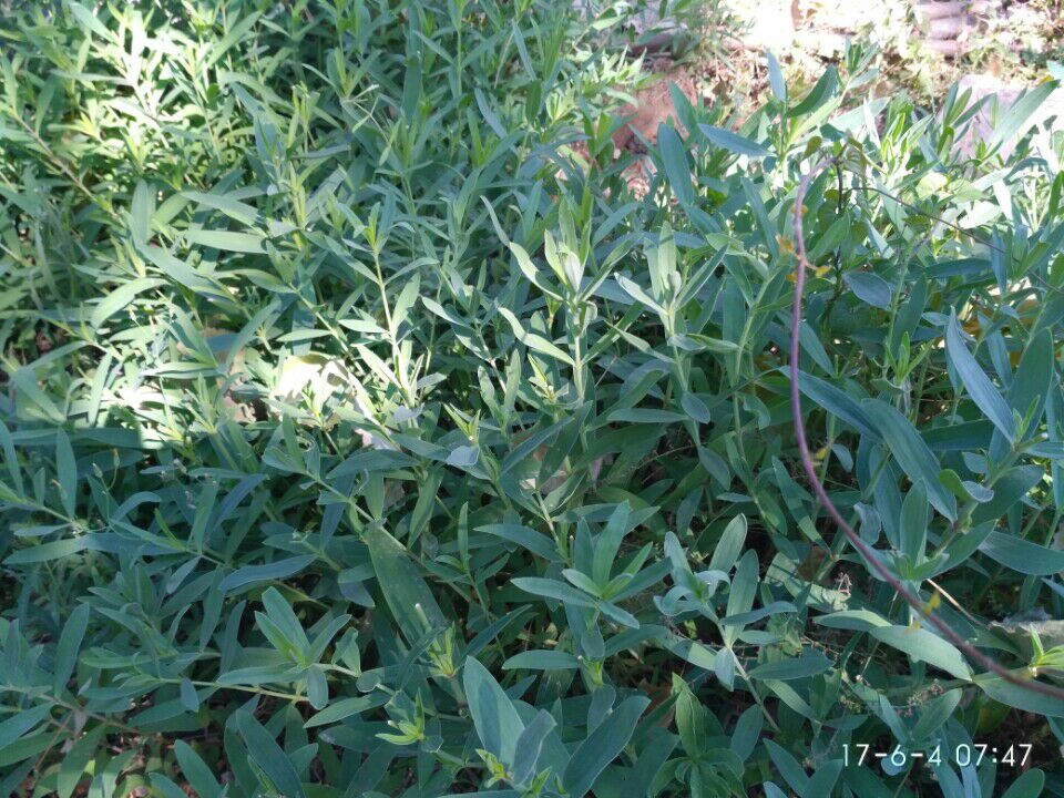 农村山里有什么特产,不起眼的农村土特产是什么