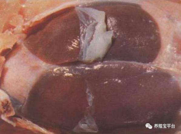 鸡败血性大肠杆菌怎么治疗,鸡大肠杆菌病治死率