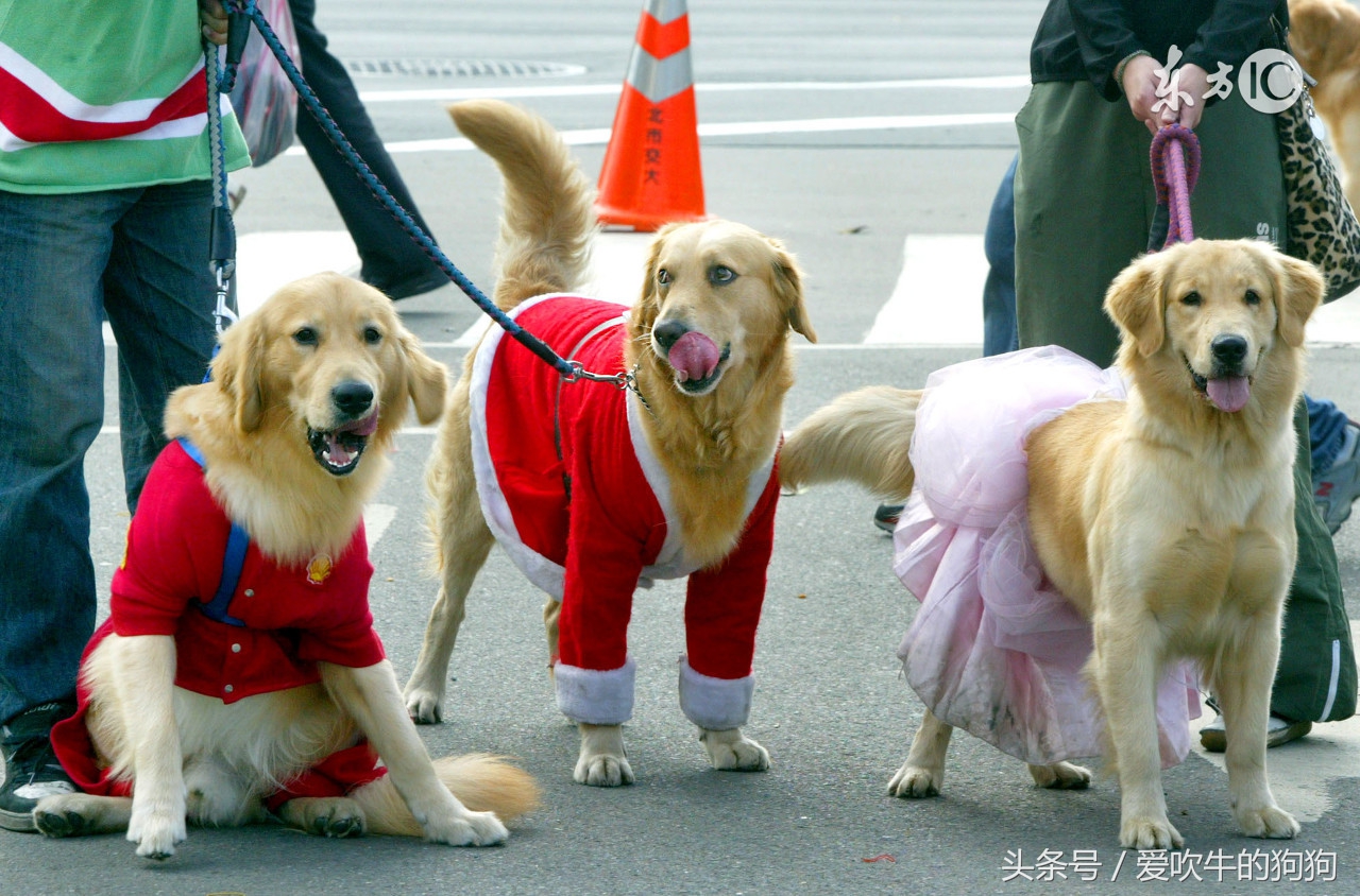 狗先天性隐睾症会影响生育吗,狗隐睾生育的可能性有多大