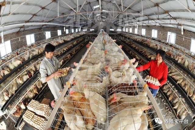 鸡败血性大肠杆菌怎么治疗,鸡大肠杆菌病治死率