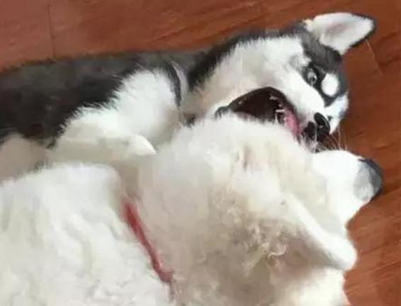 厉害了，竟然同时养了哈士奇和萨摩耶！貌似经常打架啊！