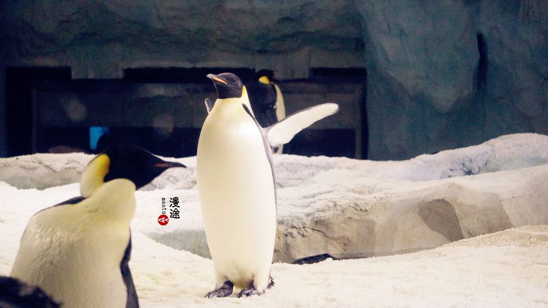 长隆亲子两大两小旅游攻略,珠海长隆横琴湾酒店亲子攻略