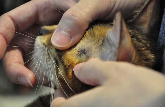 铲屎官得猫癣症状,铲屎官感染猫癣用什么药