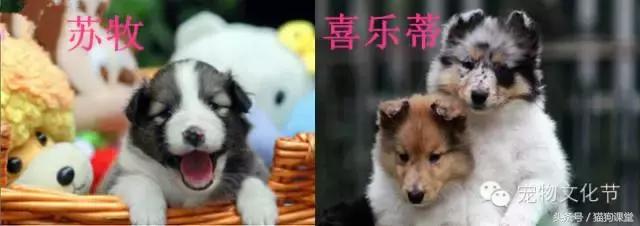犬种介绍,犬种介绍柯基