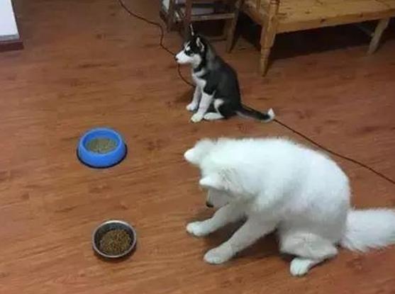 哈士奇和萨摩耶一起养,同时养哈士奇萨摩耶和阿拉斯加