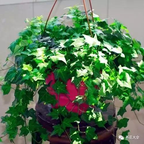 能驱虫的花,什么花养在家里可以净化空气