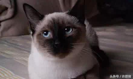 十二星座最适合养哪种宠物,十二星座养宠物