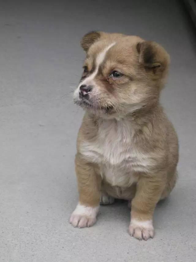 千万不要买市场上的狗,网上买狗买家秀