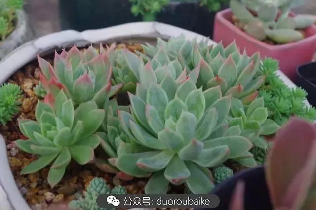 大浙江的多肉也来拉仇恨咯！即使淋雨也不褪色！我有妙招！