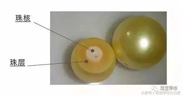 真正的野生珍珠图片,野生珍珠贵吗