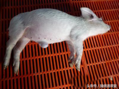 猪脐疝怎么治疗最有效的方法,猪脐疝引起的原因和处理方法