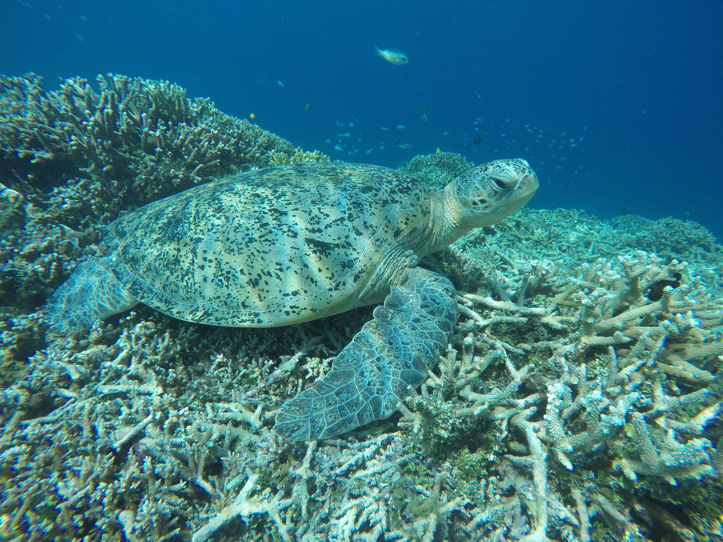 沙巴怎么玩最地道,沙巴出海怎么选岛最好