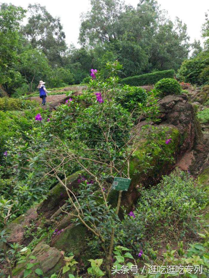 广州蟹山公园,广州蟹山公园免费吗