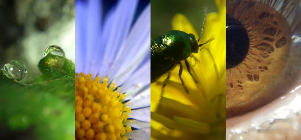 一个小小的贴片镜头瞬间让iphone手机拥有微距功能