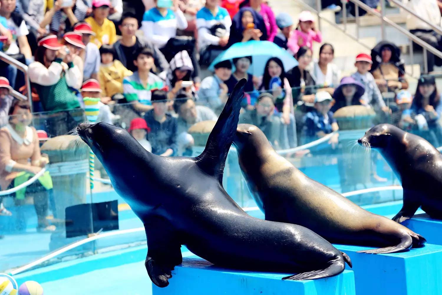 极地海洋世界年卡包含哪些,极地海洋世界惠民票