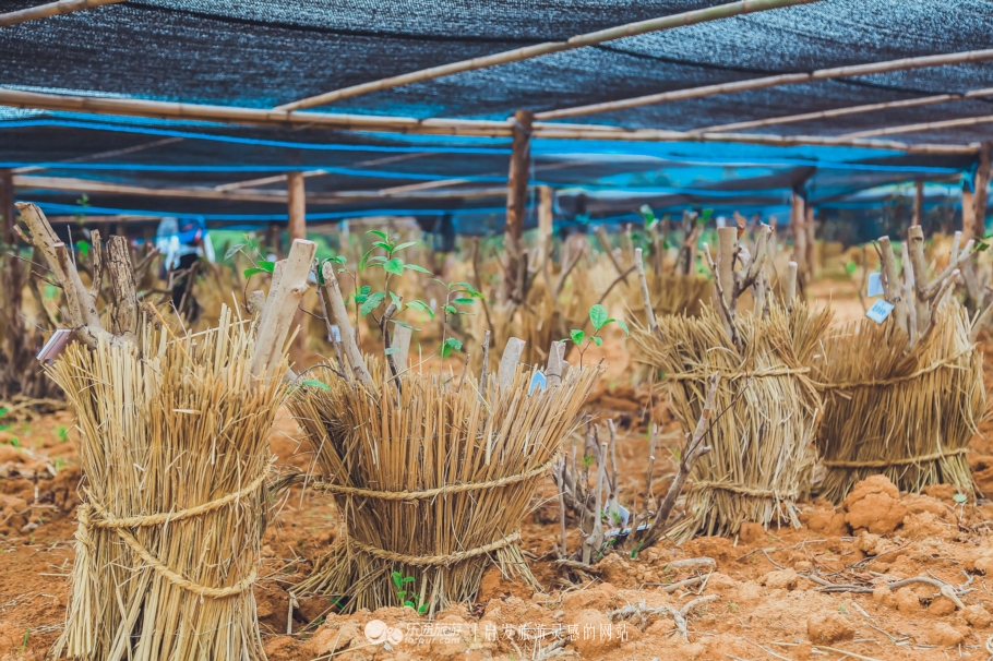 去木子山庄感受禅意，去观察奇曲茶